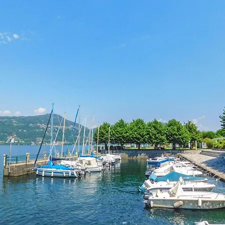 Begonia 斯特雷萨