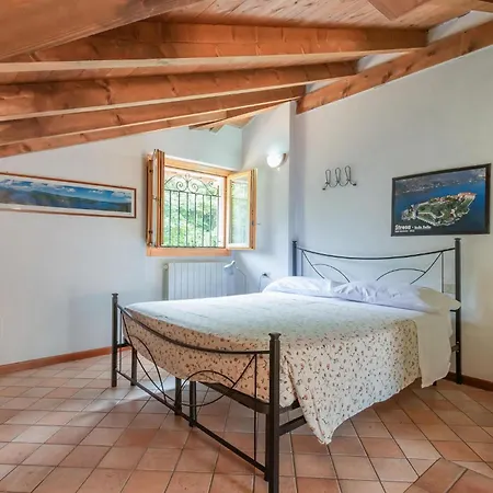 Begonia * 斯特雷萨