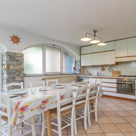 Begonia 斯特雷萨